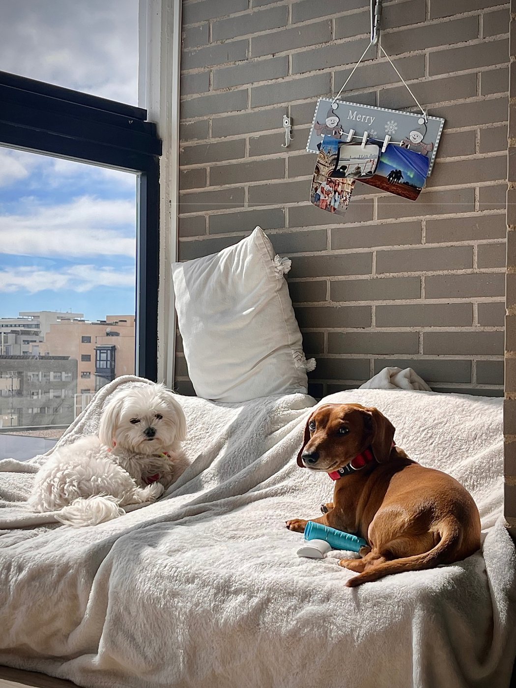 Perros pequeños descansando al sol en MiniDog Valdebebas